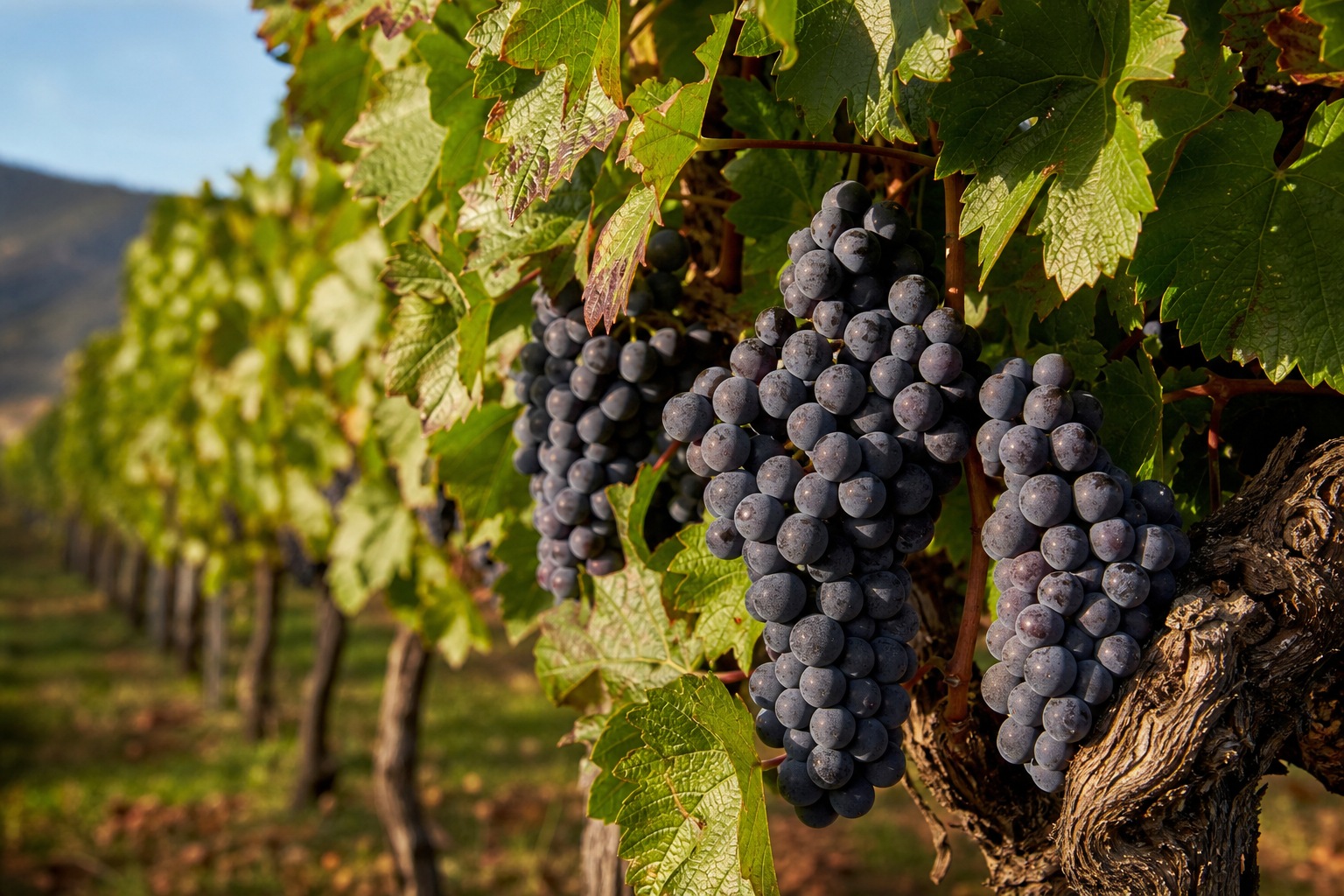 Pinot Noir grapes ripening on the vine
