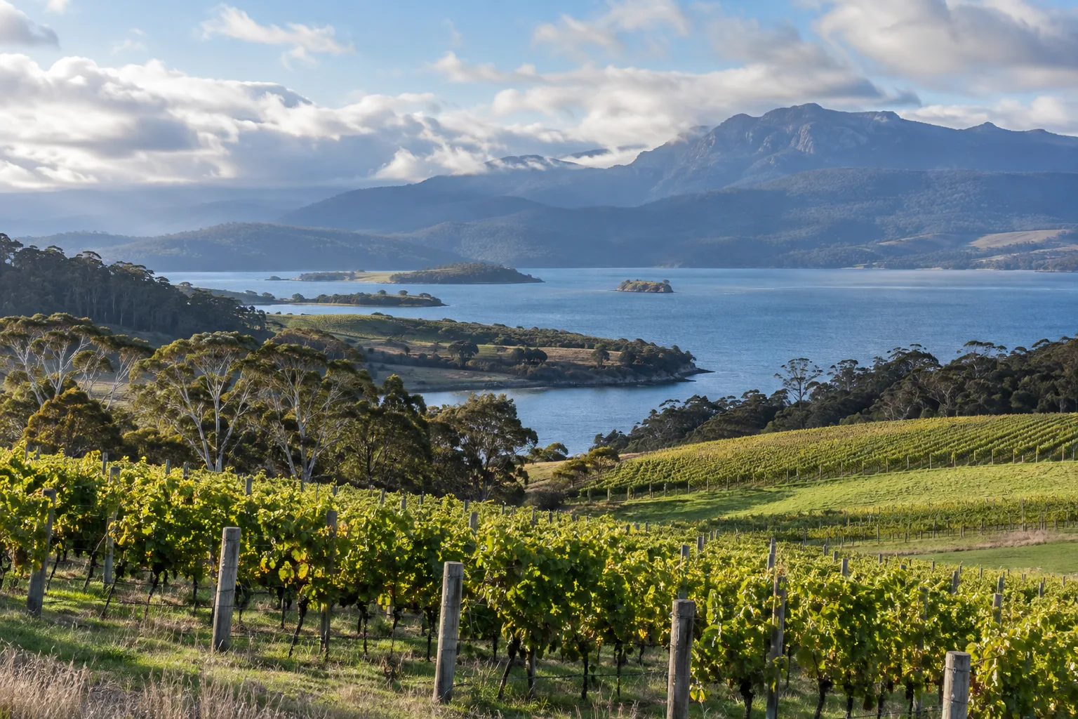 A cool-climate Tasmanian vineyard overlooking blue water and forested mountains